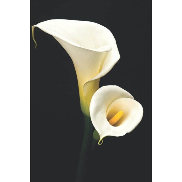 Calla Lily Notebook
