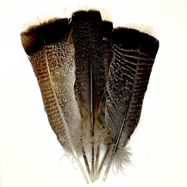 Turkey Tails Feathers Bulk 10pcs,Natural Long 8-10 inch (20-25cm) Feathers,for Crafts DIY Party Festival Centerpieces and Hat Clothing Decoration (Turkey Tails)