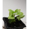 Catnip Plant (Nepeta cataria) 2.5 inch Pot - Live Plant