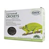 Fresh Feeders (Crickets) - All Natural High Protein Insect Treat