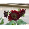 50 Chocolate Cherry Sunflower seeds Breathtakingly Beautiful Heirloom
