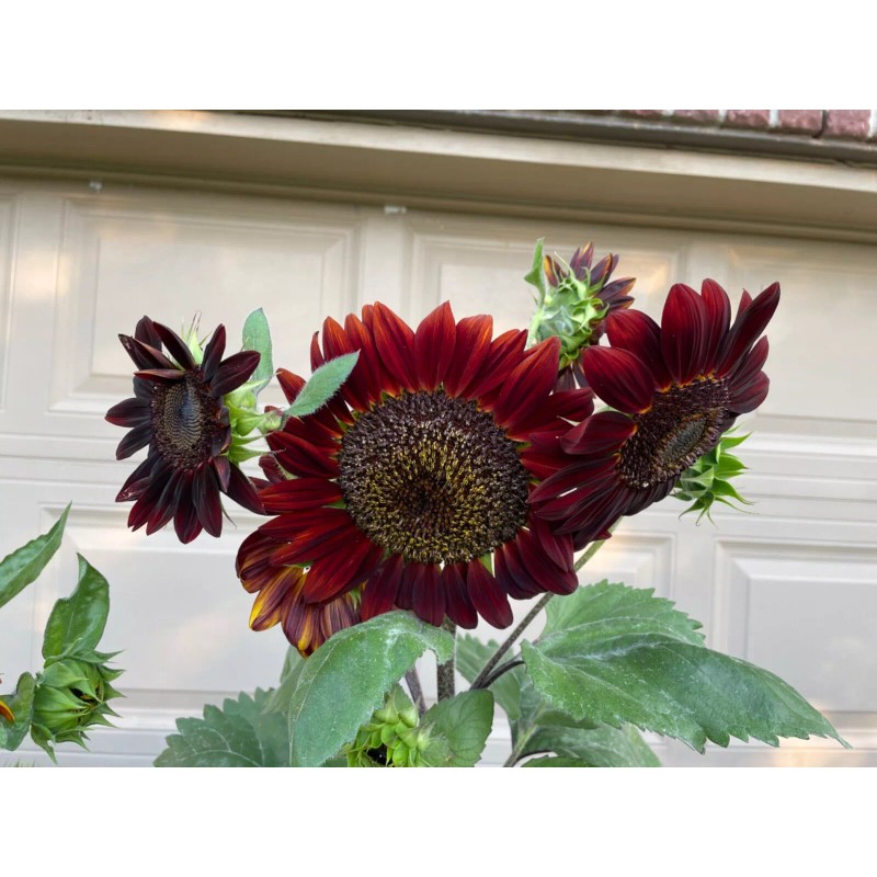 50 Chocolate Cherry Sunflower seeds Breathtakingly Beautiful Heirloom