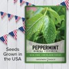 Peppermint Seeds for Planting is A Heirloom, Open-Pollinated, Non-GMO Herb