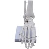 Monolife Plantar Model Plantar Joint Model Ankle Right Leg Specimen