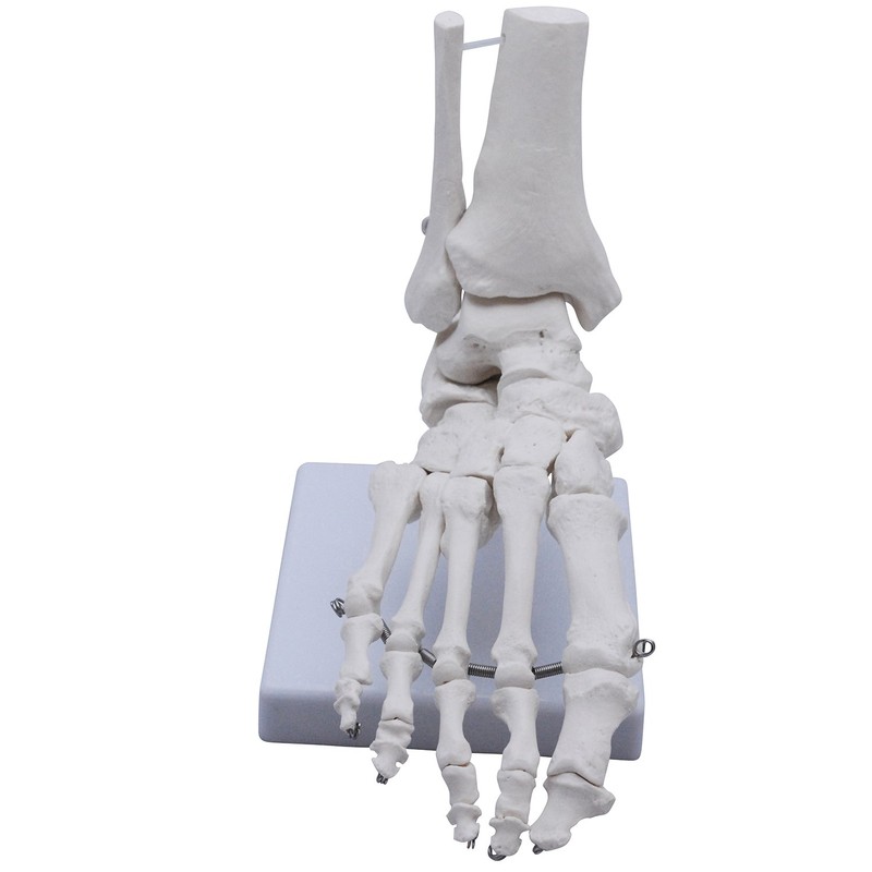 Monolife Plantar Model Plantar Joint Model Ankle Right Leg Specimen
