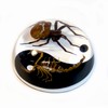 REAL BUG 4" Yin-Yang Terrain -Scorpion/Spider Black & White