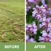 Flawn Seed Kits Creeping Thyme Seed Kit, Easy Spread Shaker