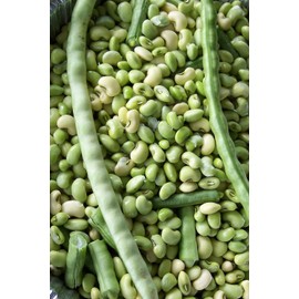 TomorrowSeeds - Texas Cream 40 Pea Seeds - 50+ Count - For 2025 Planting Southern Field Pea Crowder Non-GMO USA Vegetable Cover Crop Green Bean Grow Your Own Home Farm Patio Healthy Sustainable Living