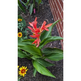 Mixed Canna Lily Flower Seeds Perennial Beautiful Bonsai Plant Home Garden Decor Arrowroot Flowers 30pcs