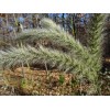 Fresh Giant Bristlegrass Setaria magna 1-gram Native Grass Birds Fresh