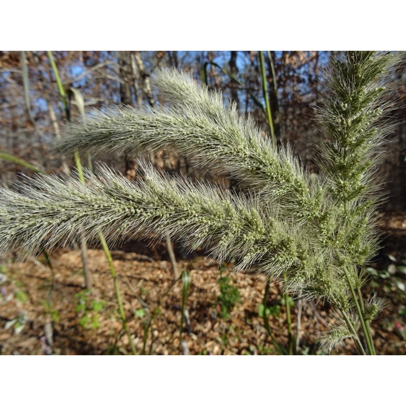 Fresh Giant Bristlegrass Setaria magna 1-gram Native Grass Birds Fresh