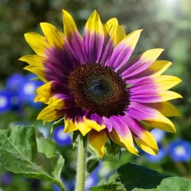 50pcs Rare Purple Heart Sunflower Seeds – Unique Blooms for a Stunning Garden