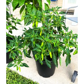 TomorrowSeeds - Shishito Pepper Seeds - 300+ Count - for 2025 Planting 50 SHU Mild Green Japanese Sweet Chili Peppers Lion Shishitou Togarashi Heirloom Vegetable Grow Your Own Home Farm Patio Healthy