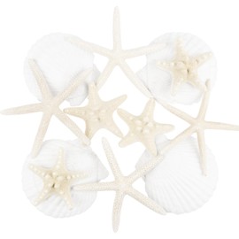 TaoQ C 12 PCS Starfish and Scallop Shells, 2"-5" Natural Seashells White Seashells Large Seashells for Crafts Wedding Decor Beach Theme Party, Fish Tank and Vase Filler