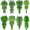 Suncalla Reptile Plants Terrarium Hanging Plants Vines Boston Climbing Terrarium