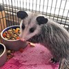 Opossum Complete 4 LB | Nutritional Healthy Pellet Diet |