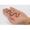 Unbranded Eastern Brown Snake, Australia, Rubber , Model Toy Realistic3