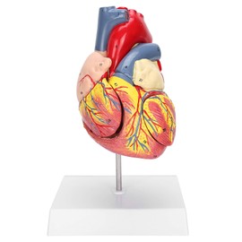 Human Heart Model 48 Anatomical Internal Structures Medical Heart Model Anatomically Precise Numbered in 2 Parts 3 x Removable Parts for Educational Purposes