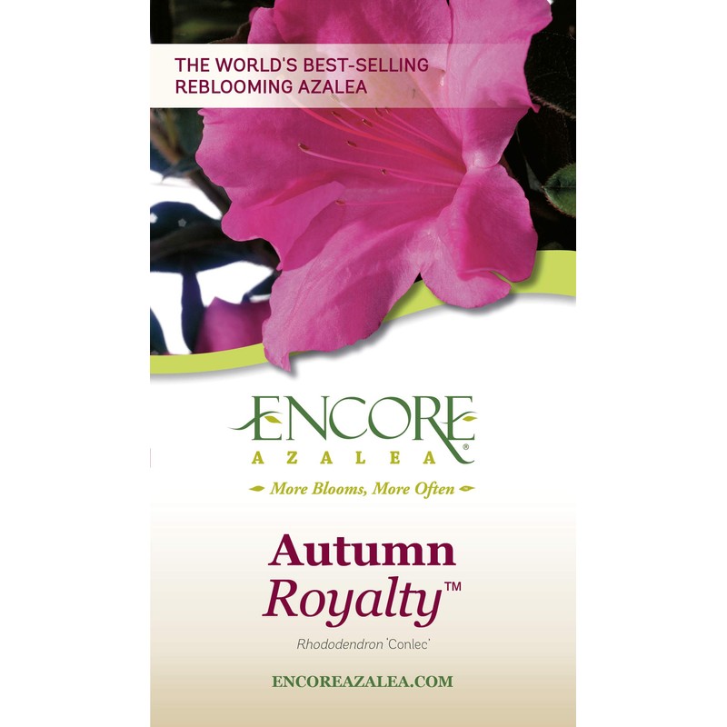 Encore Azalea Autumn Royalty Azalea 2 Gal, Purple Blooms