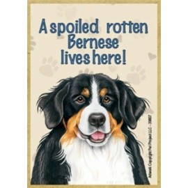 A spoiled rotten Bernese lives here!  Wood Fridge Locker Dog Magnet 2.5X3.5 New