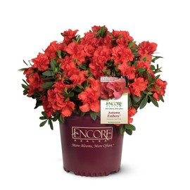 Encore Azalea Autumn Embers (2 Gallon) Red - Orange Flowering Shrub - Full Sun Live Outdoor Plant