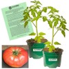 Clovers Garden Belgian Giant Tomato Plant– Two (2) Live Plants