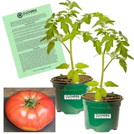 Clovers Garden Belgian Giant Tomato Plant– Two (2) Live Plants – Not Seeds – Each 5"- 7" Tall in 3.5" Pots