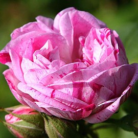 Heirloom Roses Rose Plant - Honorine de Brabant Multi Rose Bush, Bourbons Live Plant for Planting Outdoors