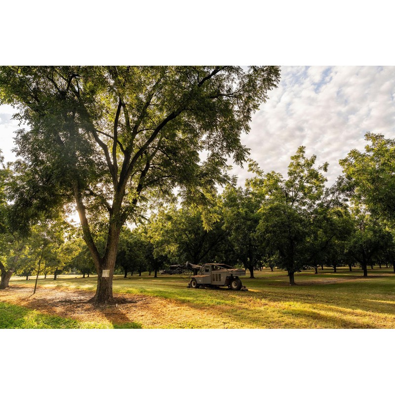 In-Shell Georgia Pecans 5 lb