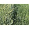 3,000 Rye Seeds Wildlife Food Plot Forage Cover Crop