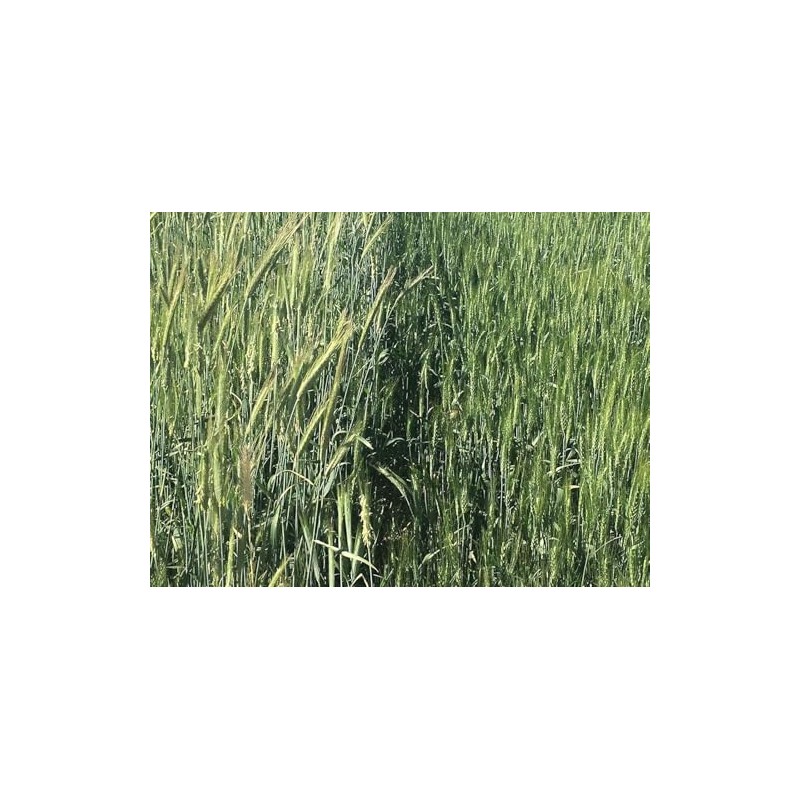 3,000 Rye Seeds Wildlife Food Plot Forage Cover Crop