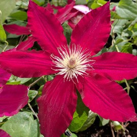 Red Clematis Seeds Climbers Showy Low Maintenance Attracts Butterflies & Hummingbirds Deer Resistant Trellis Patio Container Outdoor 25Pcs Flower Seeds by YEGAOL Garden