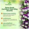Outsidepride Cool Wave Violet Wing Viola Pansy Seeds for Planting