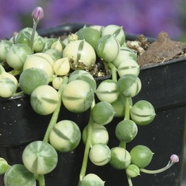Senecio rowleyanus 'Variegata', Variegated String of Pearls, Succulent houseplant, Colorful and Bead-Like Foliage, ContainerSize: 3" (2.6x3.5)