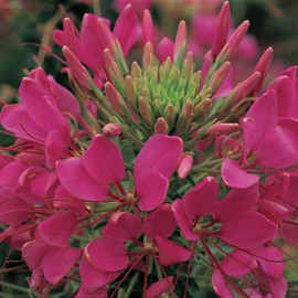 Outsidepride Cleome Rose - 1000 Seeds