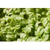 Cress Seeds, 200+ Upland, Heirloom, Non GMO Seeds, Barbarea Verna