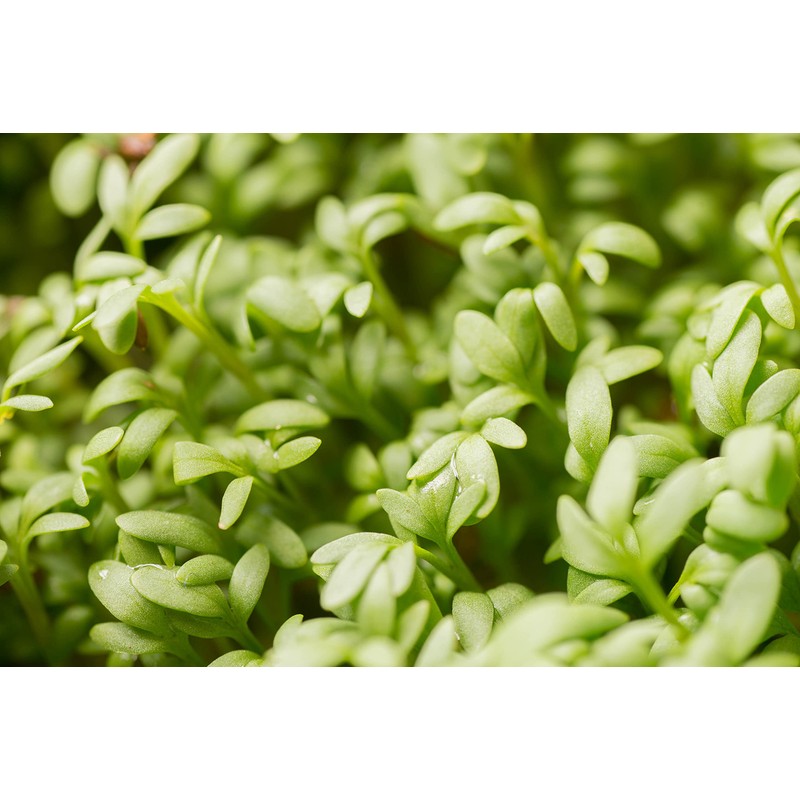 Cress Seeds, 200+ Upland, Heirloom, Non GMO Seeds, Barbarea Verna