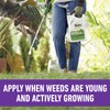 Roundup for Lawns₄ Ready-to-Use (Southern) - All-in-One Weed Killer for