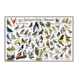 Where's Wildlife Backyard Birds of Nebraska - Laminated Poster - Horizontal Bird Identification Chart (12" x 18")
