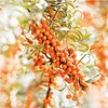 WELEDA (UK) Sea Buckthorn Body Oil 100ml (PACK OF 1)