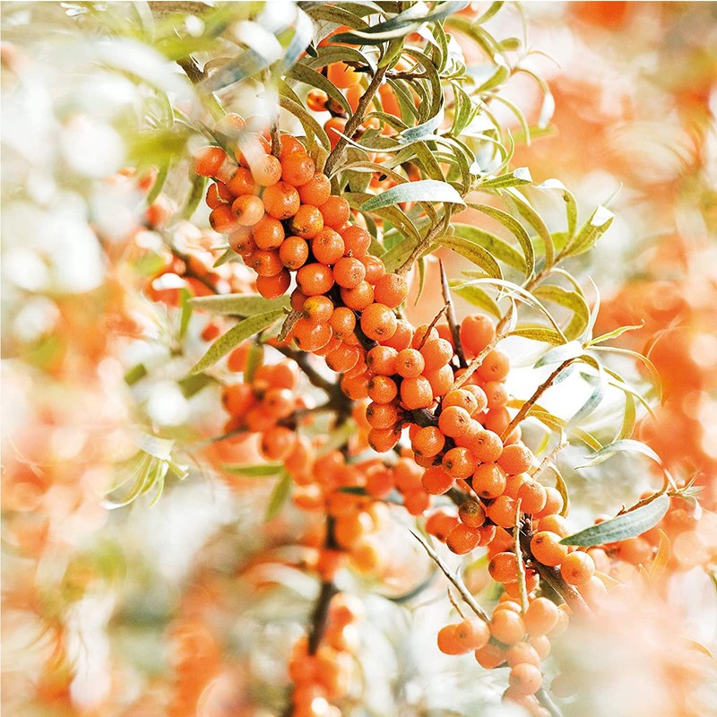 WELEDA (UK) Sea Buckthorn Body Oil 100ml (PACK OF 1)