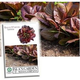 Rouge d'Hiver Romaine Lettuce Seeds (Lactuca Sativa) – 1000+ Heirloom Non-GMO Seeds per Packet by Isla’s Garden Seeds, Cold-Hardy, Red-Tinged Leaves, Perfect for Crisp and Flavorful Salads