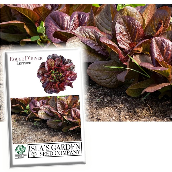 Rouge d'Hiver Romaine Lettuce Seeds (Lactuca Sativa) – 1000+ Heirloom