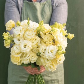 CZ Grain 20 Voyage 2 Yellow II Lisianthus Flower Seeds