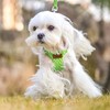 PUPTECK Adjustable Dog Harness and Leash Set for Small Dogs