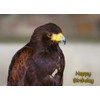 Harris Hawk Bird of Prey Birthday Card