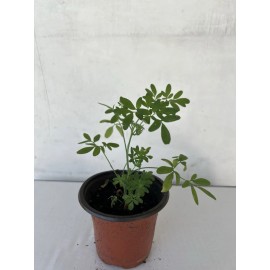 Rue Plant 1 Rue Ruda Plant With Pot 6” Herb of Grace Common Rue Ruta Graveolens