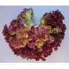 Lettuce Lollo Rosso (aka Lolla Rossa) Great Heirloom Vegetable 500
