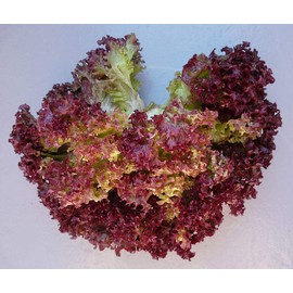 Lettuce Lollo Rosso (aka Lolla Rossa) Great Heirloom Vegetable 500 Seeds