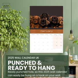Dachshund Calendar 2025 - Space For Notes Across 13 Months. Beautiful Images Of Dachshund Dogs & Puppies. Recyclable 2025 Calendar Printed in UK by Ruby Ashley®
